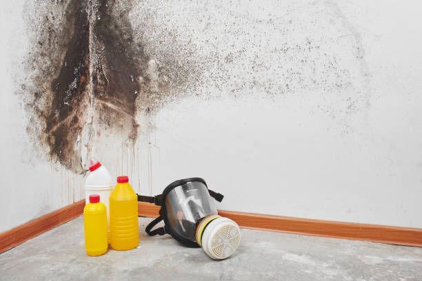 Best Local Mold Removal Service  in North Charleston, SC