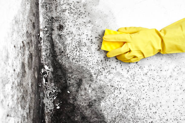 Crawl Space Mold Removal in North Charleston, SC