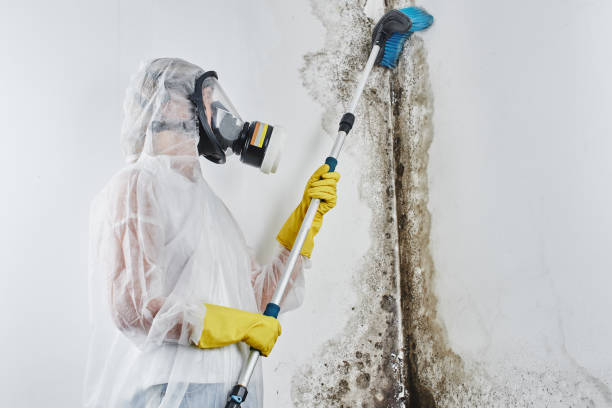 Best Attic Mold Removal  in North Charleston, SC