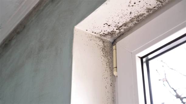 Best Emergency Mold Removal  in North Charleston, SC