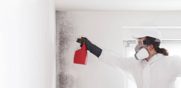 Best Toxic Mold Removal  in North Charleston, SC